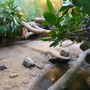 HerpAquarium - Green Anaconda/Argentine Tegu/Red-Footed Tortoise Exhibit