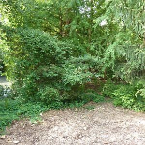 Chilean Flamingo/Crested Screamer Exhibit