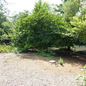 Chilean Flamingo/Crested Screamer Exhibit