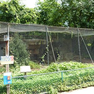 Snow Leopard Exhibit