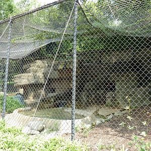 Snow Leopard Exhibit