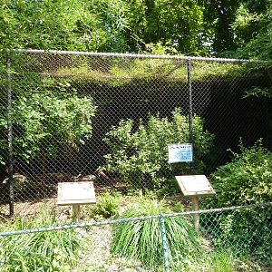 Waldrapp Ibis/European Black Stork Exhibit
