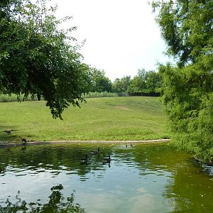 Rhea/Guanaco Exhibit