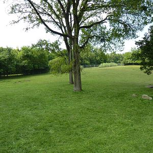 Rhea/Guanaco Exhibit