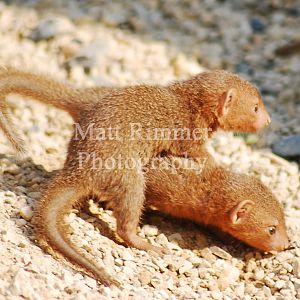 Dwarf Mongoose Babies 02/09/2010