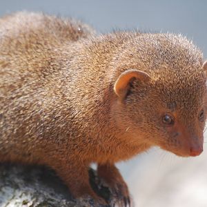 Dwarf mongoose