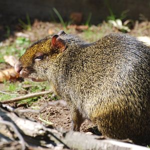 Agouti