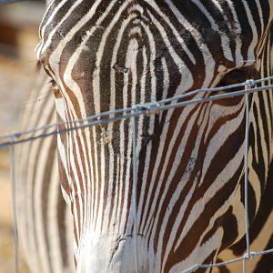 Grevy's zebra