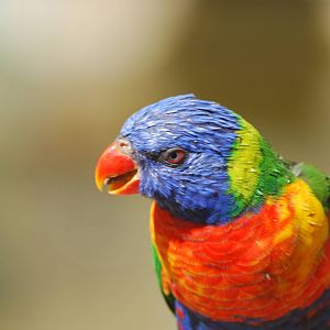 Rainbow lorikeet