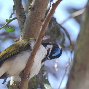 Blue-faced honeyeater