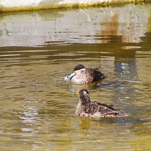 Hottentot teal
