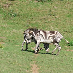 Grevy's zebra confrontation