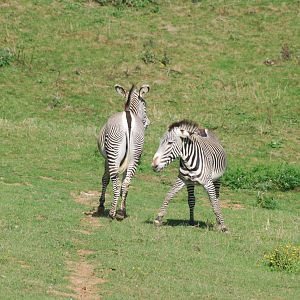 Grevy's zebra confrontation