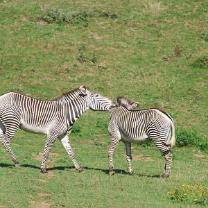 Grevy's zebra confrontation