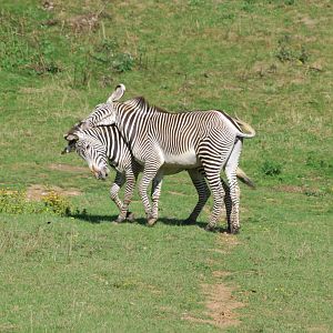 Grevy's zebra confrontation