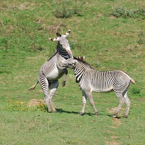 Grevy's zebra confrontation