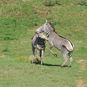 Grevy's zebra confrontation