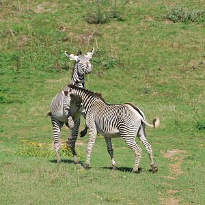 Grevy's zebra confrontation
