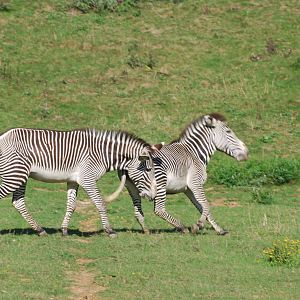 Grevy's zebra confrontation