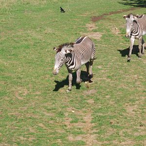 Grevy's zebra confrontation