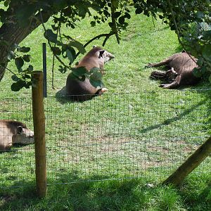 Brazilian tapir family (with newly-born calf) at Marwell Wildlife, 2 Septem