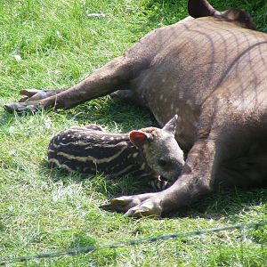 Summer and Quito the Brazilian tapirs at Marwell Wildlife, 2 September 2010