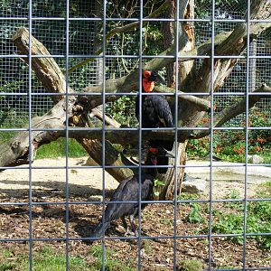 Southern ground hornbills at Marwell Wildlife, 2 September 2010