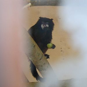 Red-mantled tamarin at Marwell Wildlife, 2 September 2010