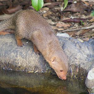 Dwarf mongoose at Marwell Wildlife, 2 September 2010