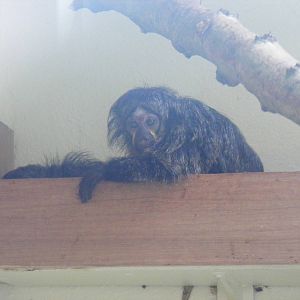 White-faced saki monkey at Marwell Wildlife, 2 September 2010