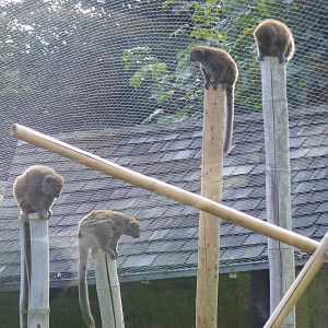 Alaotran gentle lemur family at Marwell Wildlife, 2 September 2010