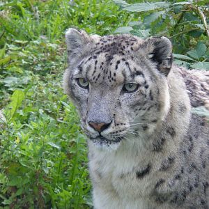 Yasmin the snow leopard at Marwell Wildlife, 2 September 2010