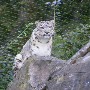 Indeever the snow leopard at Marwell Wildlife, 2 September 2010