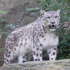 Irina the snow leopard at Marwell Wildlife, 2 September 2010