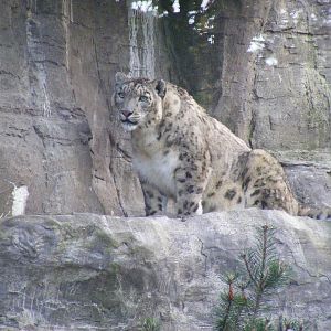 Yasmin the snow leopard at Marwell Wildlife, 2 September 2010