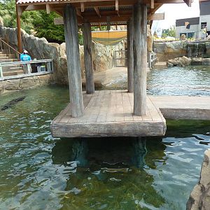 Glacier Run - California Sea Lion/Harbour Seal/Grey Seal Exhibit