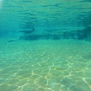Glacier Run - California Sea Lion/Harbour Seal/Grey Seal Exhibit