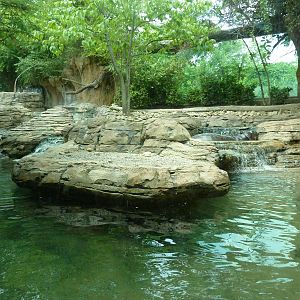 Gorilla Forest - Pygmy Hippo Exhibit