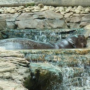 Gorilla Forest - Pygmy Hippo