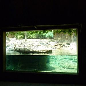 Gorilla Forest - Pygmy Hippo Exhibit