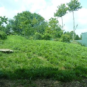 Gorilla Forest - Gorilla Exhibit