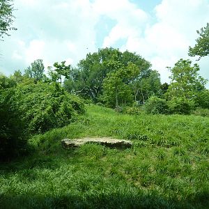 Gorilla Forest - Gorilla Exhibit