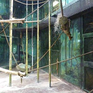 Gorilla Forest - Indoor Gorilla Exhibit