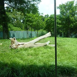 Gorilla Forest - Gorilla Exhibit