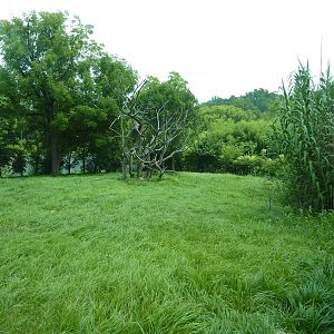 Gorilla Forest - Gorilla Exhibit