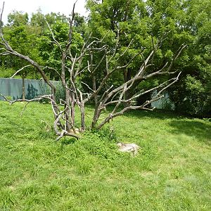 Gorilla Forest - Gorilla Exhibit