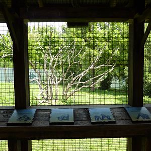 Gorilla Forest - Gorilla Exhibit