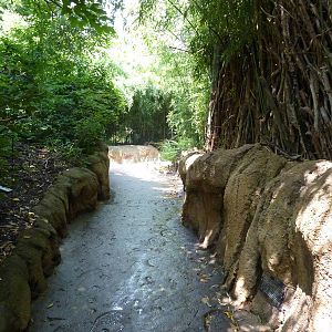 Gorilla Forest - Visitor Pathway