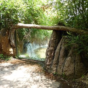 Gorilla Forest - Pygmy Hippo Exhibit