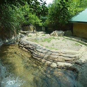 Gorilla Forest - Pygmy Hippo Exhibit